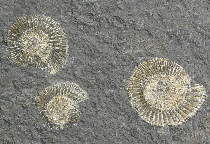 Dactylioceras Ammonite Cluster - Posidonia Shale #52916